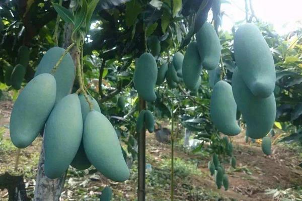 桂七芒果市場價格多少錢一斤 桂七芒果怎么吃