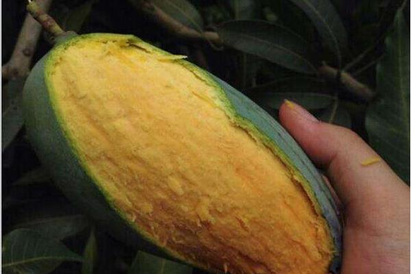 桂七芒果市場價格多少錢一斤 桂七芒果怎么吃