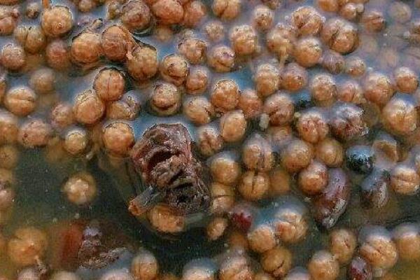 花椒水能喝嗎 喝花椒水有什么好處