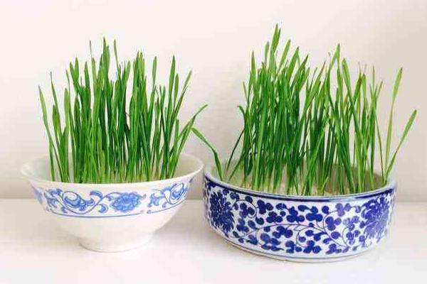 小麥苗怎么吃 小麥醬的制作方法