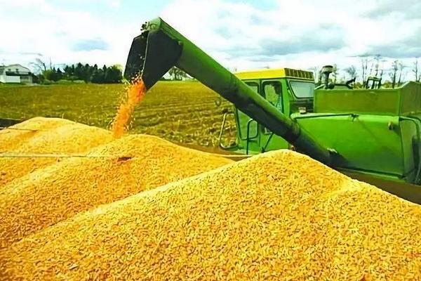 小麥畝產(chǎn)多少斤 小麥種植時間