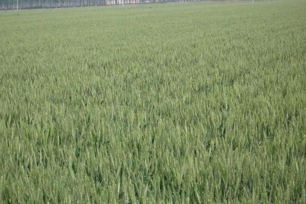 小麥畝產(chǎn)多少斤 小麥種植時間