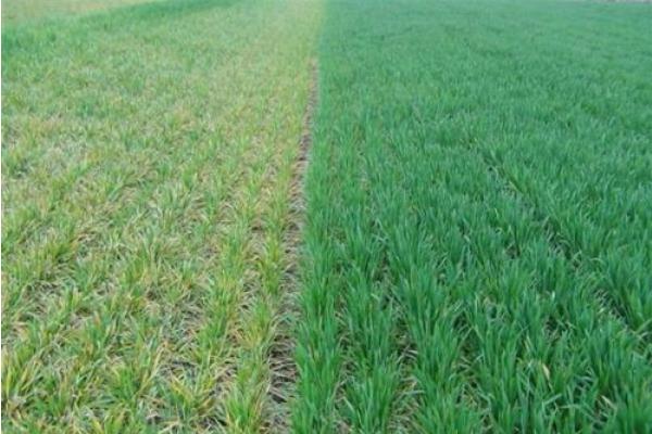 小麥畝產(chǎn)多少斤 小麥種植時間