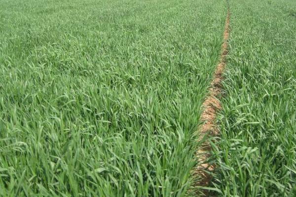 小麥畝產(chǎn)多少斤 小麥種植時間