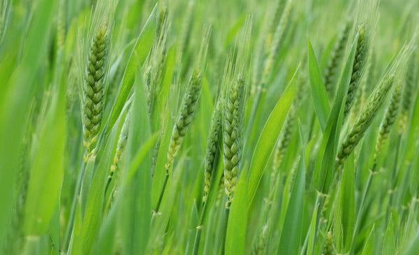 小麥畝產(chǎn)多少斤 小麥種植時間