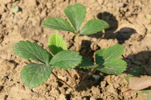 草莓苗市場價格多少錢一棵 草莓苗種植方法