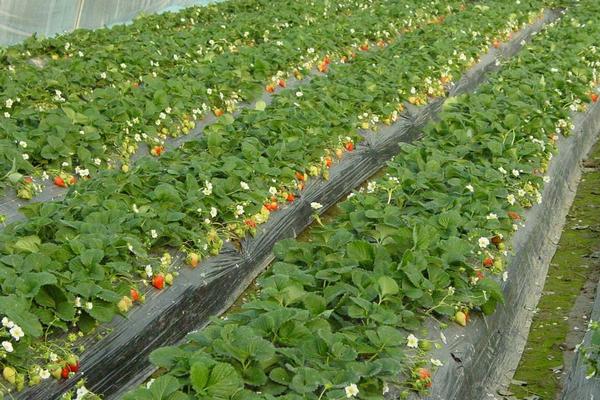 草莓苗市場價格多少錢一棵 草莓苗種植方法