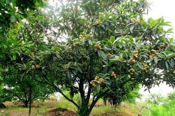 枇杷樹幾年結果 枇杷樹種植技術