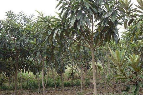 枇杷樹幾年結果 枇杷樹種植技術