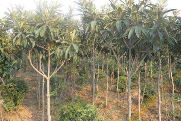 枇杷樹幾年結果 枇杷樹種植技術