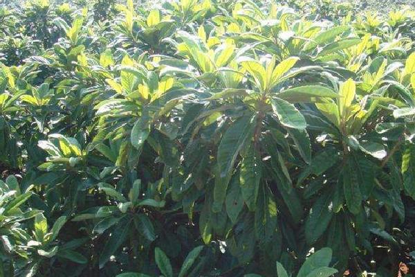 枇杷樹幾年結果 枇杷樹種植技術