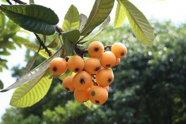 枇杷怎么種 枇杷嫁接時間和方法 枇杷幾年結果