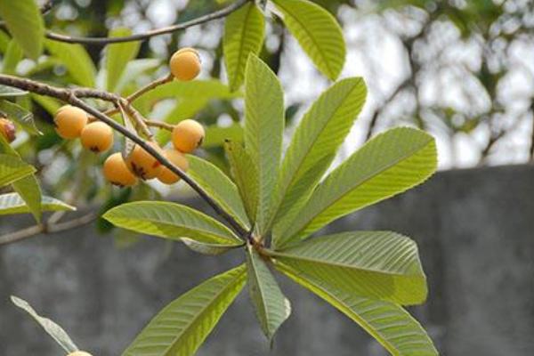 枇杷葉的功效與作用及禁忌 枇杷葉怎么去毛