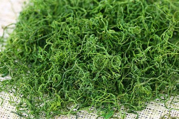 絞股藍茶的功效與作用及禁忌 絞股藍茶可以減肥嗎