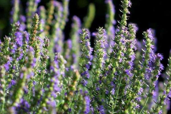 牛膝草的功效與作用及禁忌 牛膝草的藥用價(jià)值