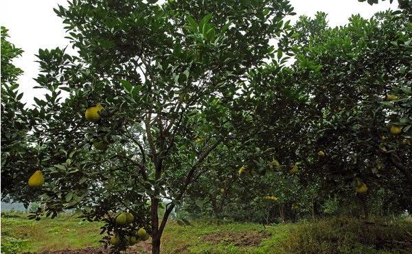 柚子樹的種植技術(shù) 柚子樹嫁接方法