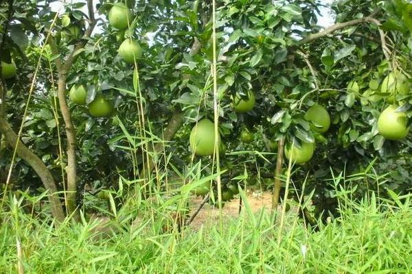 柚子樹的種植技術(shù) 柚子樹嫁接方法