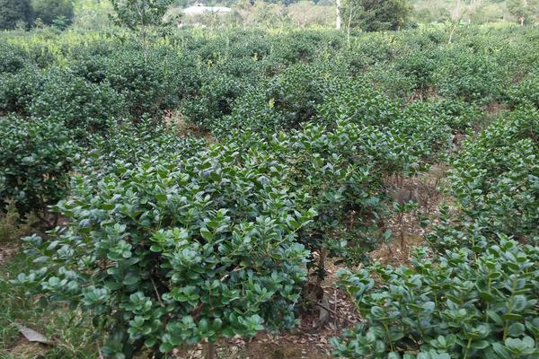 柚子樹的種植技術(shù) 柚子樹嫁接方法