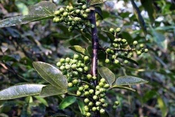 藤椒是不是就是青花椒 藤椒和青花椒的區別是什么