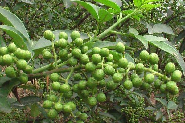 藤椒是不是就是青花椒 藤椒和青花椒的區別是什么