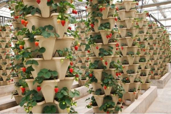 草莓立體栽培技術(shù) 草莓種子的種植方法