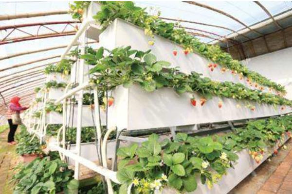 草莓立體栽培技術(shù) 草莓種子的種植方法