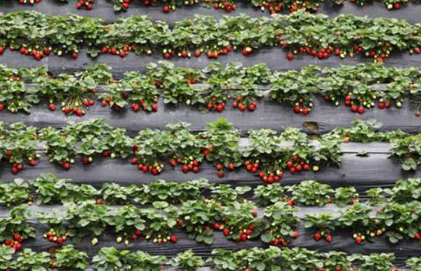 草莓立體栽培技術(shù) 草莓種子的種植方法