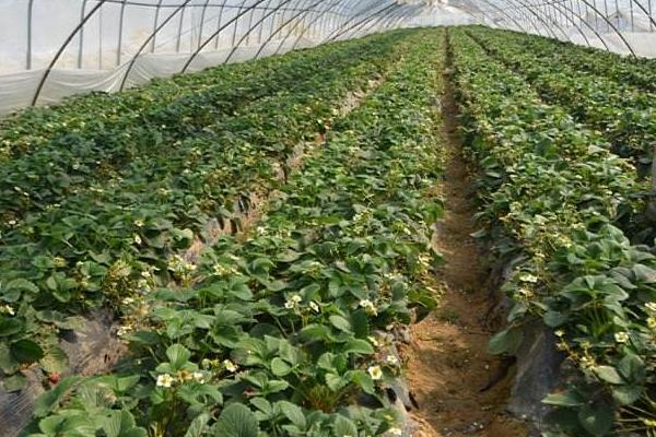 草莓立體栽培技術(shù) 草莓種子的種植方法