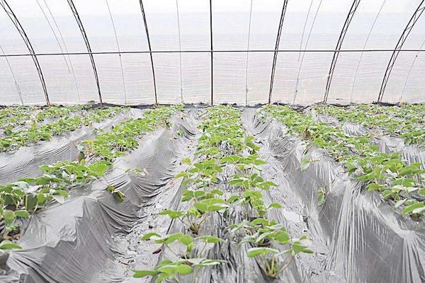 草莓立體栽培技術(shù) 草莓種子的種植方法