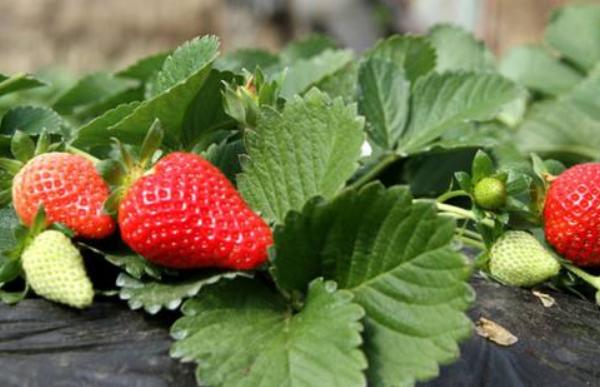 草莓炭疽病防治技術(shù) 大棚草莓種植技術(shù)與管理方法