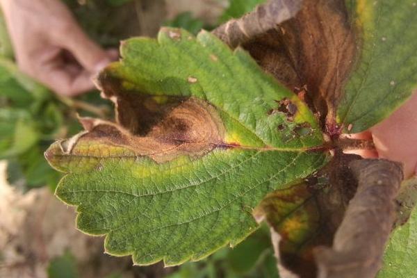 草莓炭疽病防治技術 大棚草莓種植技術與管理方法