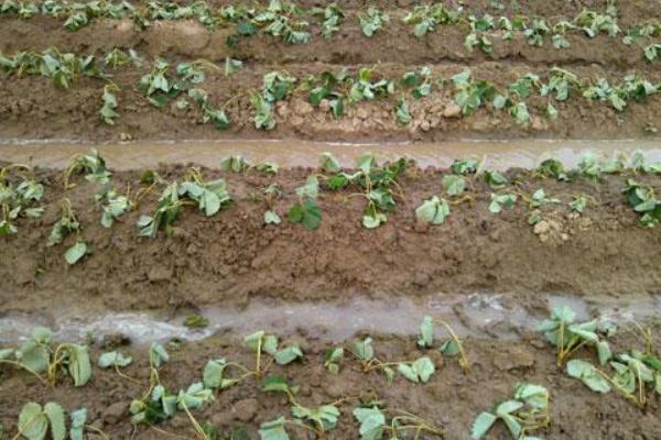 草莓炭疽病防治技術 大棚草莓種植技術與管理方法