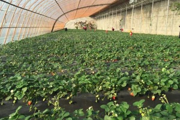 草莓炭疽病防治技術 大棚草莓種植技術與管理方法