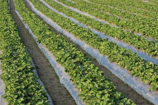 草莓炭疽病防治技術 大棚草莓種植技術與管理方法