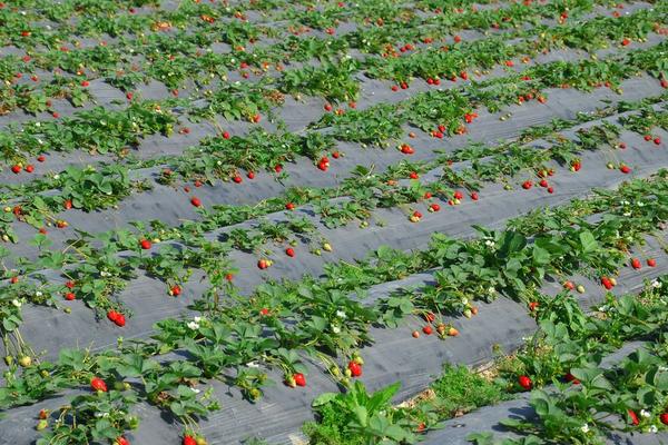 草莓種子怎么種 草莓種子多久發芽