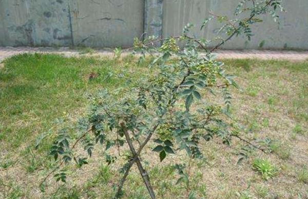 家里種花椒樹(shù)有忌諱嗎 花椒樹(shù)為什么不種家里