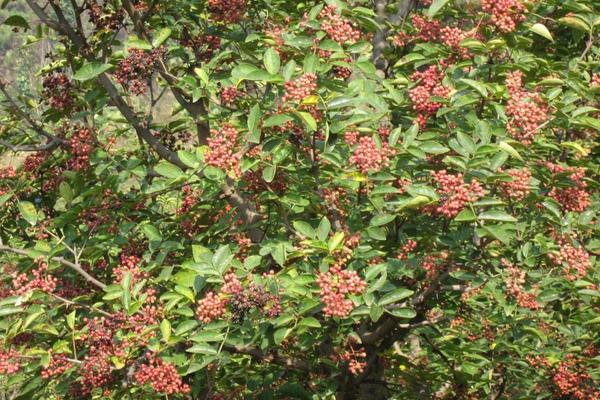 家里種花椒樹(shù)有忌諱嗎 花椒樹(shù)為什么不種家里