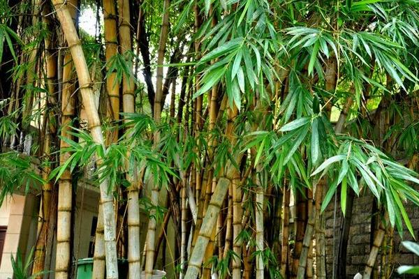 家里種花椒樹(shù)有忌諱嗎 花椒樹(shù)為什么不種家里