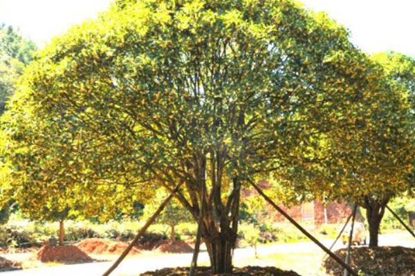 家里種花椒樹(shù)有忌諱嗎 花椒樹(shù)為什么不種家里