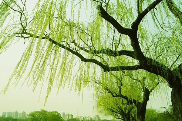 家里種花椒樹(shù)有忌諱嗎 花椒樹(shù)為什么不種家里