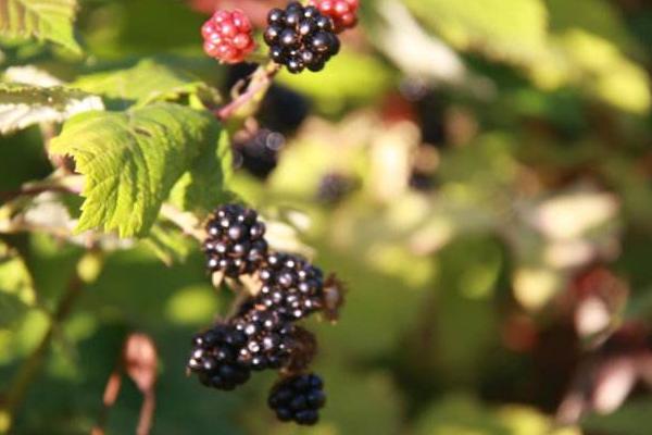 黑莓水果市場價格多少錢一斤 黑莓和藍莓的區別是什么