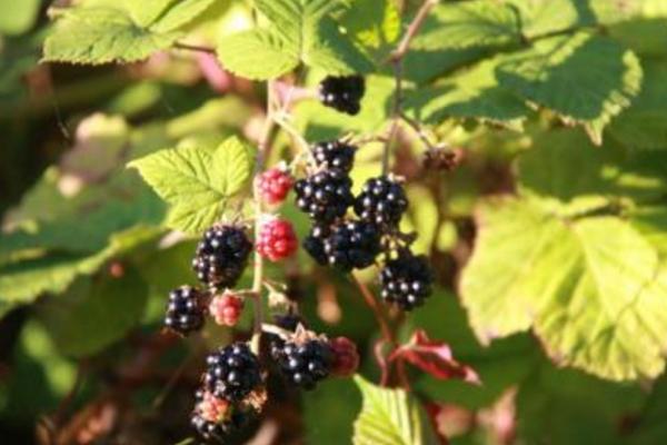 黑莓水果市場價格多少錢一斤 黑莓和藍莓的區別是什么