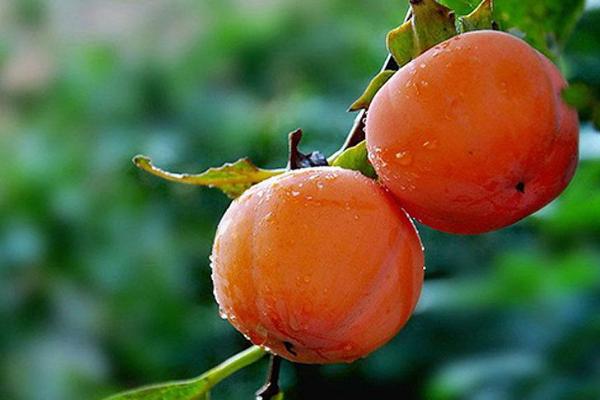 柿子樹嫁接時(shí)間和方法 柿子樹可以嫁接什么樹