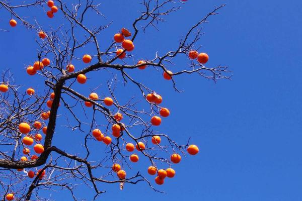 柿子樹上的白點(diǎn)怎么治 柿子樹上的虱子怎么治