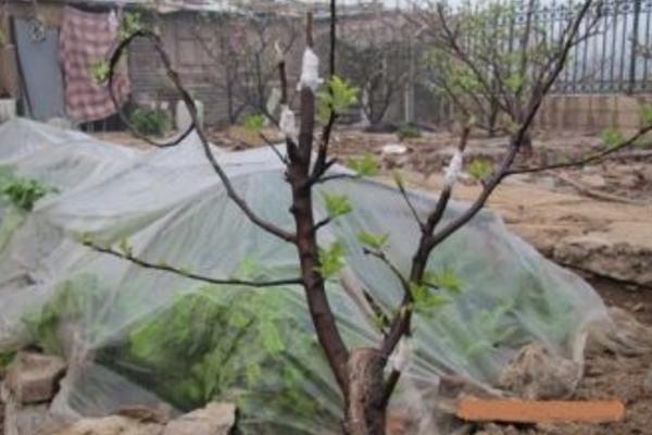 柿子樹嫁接時(shí)間和方法 柿子樹可以嫁接什么樹