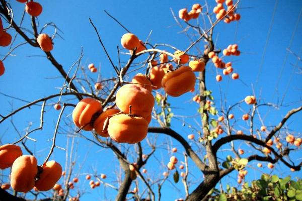 柿子樹嫁接時(shí)間和方法 柿子樹可以嫁接什么樹