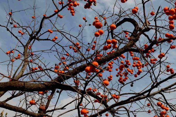 柿子樹嫁接時(shí)間和方法 柿子樹可以嫁接什么樹