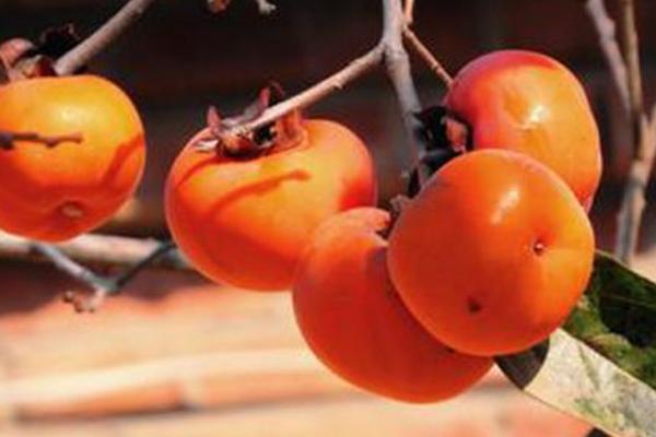 柿子樹嫁接時(shí)間和方法 柿子樹可以嫁接什么樹