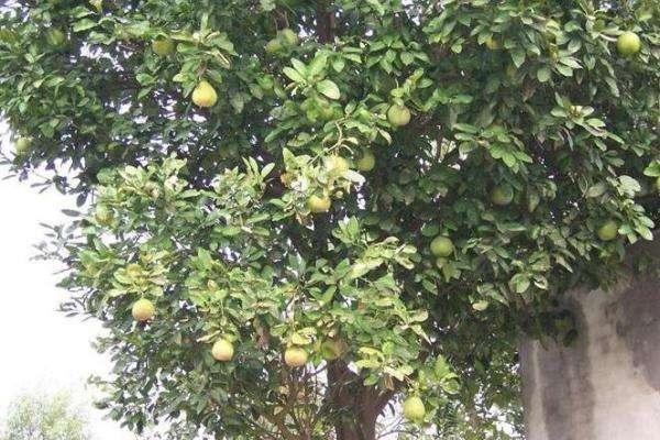 香泡樹和柚子樹的區別是什么 香泡樹果實能吃嗎