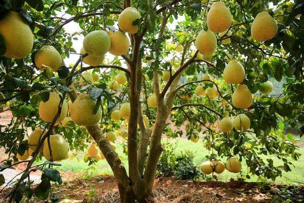香泡樹和柚子樹的區別是什么 香泡樹果實能吃嗎